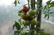 Dojrzewające pomidory w szklarni