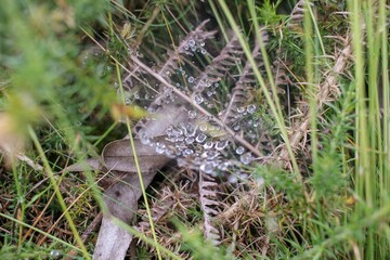 Sticker - spider web in my way across the forest