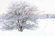 © Gert Olsson/Wirestock Creators - Apple tree in winter