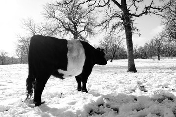 Wall Mural - Belted galloway cow in Texas snow during winter closeup.