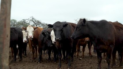 Poster - Cows in a typical field of Argentina.