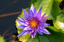 Closeup Shot Of A Purple Beautiful Lotus Flower In A Ponds