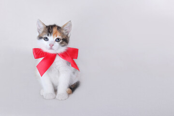 Wall Mural - Greeting card with women's day, birthday, mother's day. Cute Cat sitting on white background  looking at camera. Valentine day. Copy space for text. Cute Cat with red bow tie. Close-up of a Kitten.