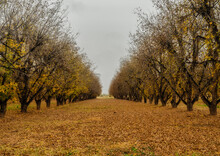 Pecan Orchard In Fall. Fallen Leaves On Ground. 