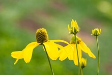 Closeup Shot Of Yellow Coneflowers With Blurred Background