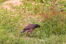 One Mynah Searching In A Grass
