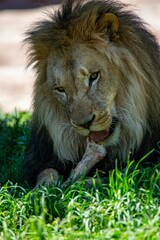 Poster - Mighty lion eating on green grass