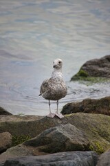 Sticker - Vertical shot of a white seagull perched on a rock near the water