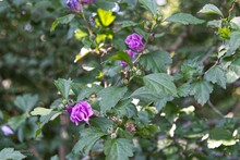 Closeup Shot Of A Bush With Purple Roses
