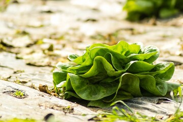 Sticker - Young spring organic lettuce planted in a greenhouse, Novi Sad, Serbia.