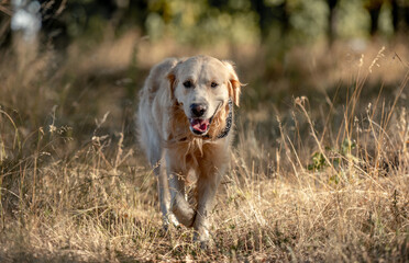 Sticker - Golden retriever dog in autumn park