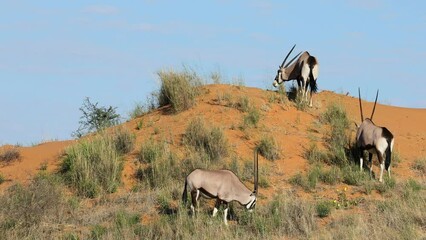 Wall Mural - Gemsbok antelopes (Oryx gazella) grazing on a red sand dune, Kalahari desert, South Africa