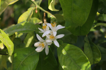 Blossom of the bigaradier flower 