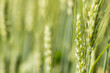Green ear of wheat in a cereal field, agriculture concept, selective focus on the ear on the right side of the image.