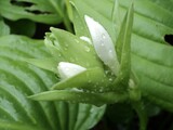 Fototapeta Tulipany - Natural image beautiful wet flower and leaves 3