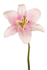Wall Mural - lily flower isolated