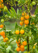 Ripe tomato plant growing in home garden. Fresh bunch of yellow natural tomatoes on a branch in organic vegetable garden