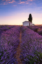 Lavender Fields In Plateau De Valensole With A Stone House In Summer. Alpes De Haute Provence, PACA Region, France