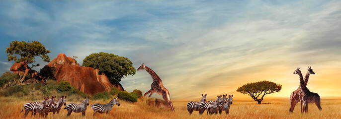 Fototapete - Giraffes and zebras in the African savanna at sunset. Serengeti National Park. Tanzania. Africa. Banner format.