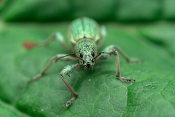 Poster - insect pest, leaf elephants, phyllobius, weevil families, phyllobius weevil, ruby beetle