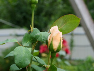 Poster - red rose bud