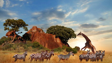 Wall Mural - tanzania. africa. giraffes and zebras in the african savanna at sunset. serengeti national park.