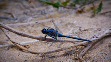 Dragonfly On The Ground Full Body On A Wooden Stick