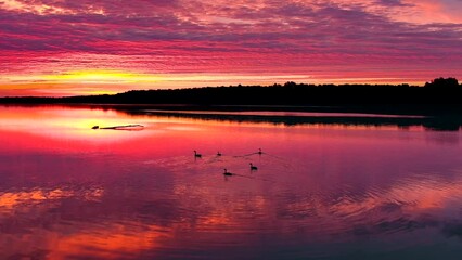 Wall Mural - A family of ducks enjoying the red predawn twilight together on a tranquil river.
