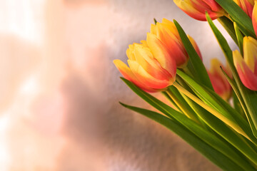  Copyspace with orange and yellow tulips. Closeup of a bunch of beautiful flowers with vibrant petals and green stems. Blossoming bouquet with floral scent symbolizing hope and love for valentines day