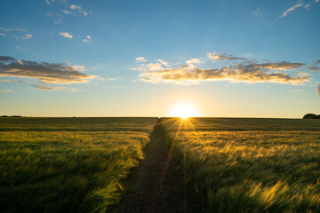  Wheat field panorama at sunset 