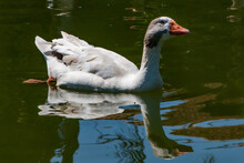 White Duck Swimming In The Water