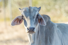 Brahman Cow In Queensland Australia