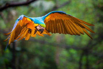 Wall Mural - Single Yellow and blue macaw flying in wilderness, Pantanal, Brazil