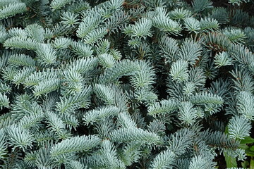 Wall Mural - Abies procera (Glauca Prostrata) the Prostrate Blue Noble fir is a beautiful spreading evergreen conifer with stunning, silvery-blue foliage that is soft to the touch.