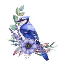 Blue Jay Bird With Tender Flowers. Watercolor Illustration. Beautiful Forest Bird With Anemone Flower, Lavender, Eucalyptus Leaves Decoration. Vintage Style Flower Decor