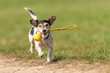 a small cute Jack Russell Terrier dog running fast and with joy across a meadow with a toys in his mouth
