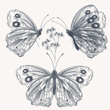 Set Of Vector Hand Drawn Butterflies For Design