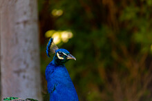 A Blue Peacock Is Located On The Territory Of The Zoo Walking In The Shade Under The Crowns Of Trees