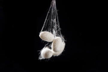 Natural silkworm cocoons isolated on black background