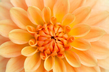 Wall Mural - Dahlia flower