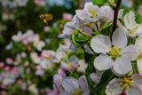 Fototapeta Kwiaty - Pszczoła i kwiaty