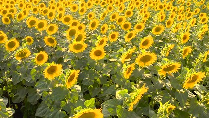Fotomurales - Aerial view of blooming sunflower field in summer from drone pov