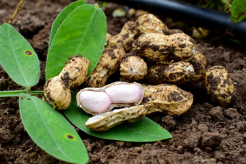 Poster - Fresh peanuts plants with roots, peanut, raw food in the farm