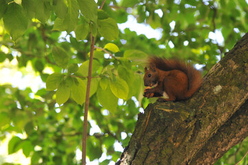 redhead squirrel holds and eats a nut while sitting on a tree in a summer park . squirrel wildlife o