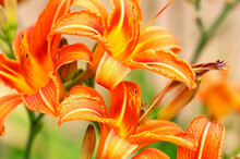 Orange Wild Flower Daylily Macro Photography Nature