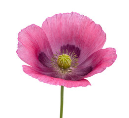 Wall Mural - Blossoming pink poppy flower isolated on white background