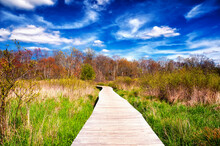 White Memorial Nature Area Boardwalk Litchfield Connecticut