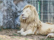 a lion stands on the ground at Oradea Zoo, Romania