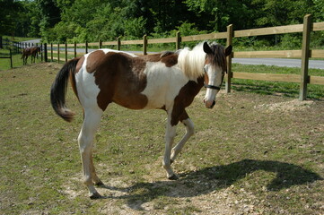 horse in the field