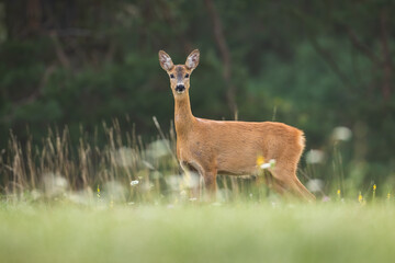 Wall Mural - Roe deer, capreolus capreolus, looking to the camera on meadow in summer. Brown hind standing on grassland form side. Female wild animal staring on green field.